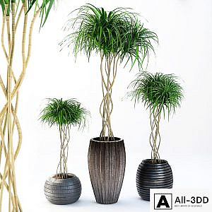 outdoor plants