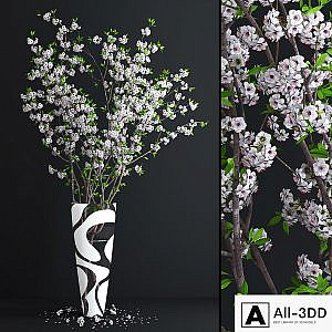 Cherry White Blossom