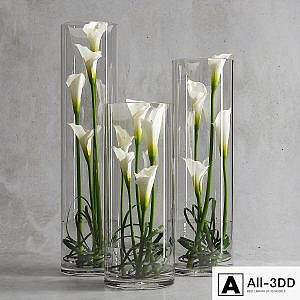 Calla Lily 6