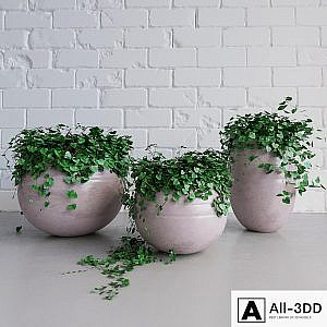 Ivy_Pots