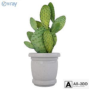 Prickly pear