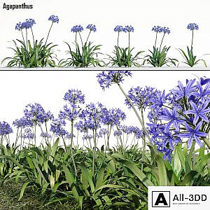 Agapanthus