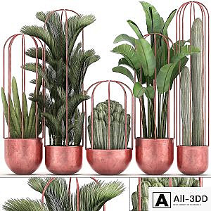 Collection of plants 326. Cacti, palm, copper, banana, dipsis, indoor plants, pot, copper, flowerpot, metal, outdoor, decorative, strelitzia, Cactus