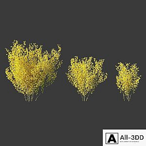 Forsythia Medium / Forsythia intermedia