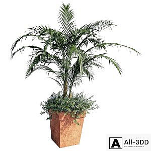 Kentia palm