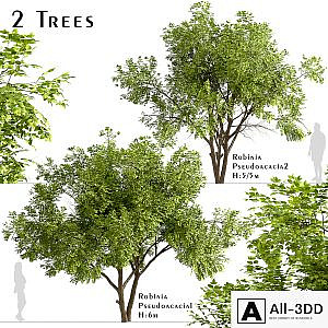 Set of Robinia Pseudoacacia Trees (Black Locust) (2 Trees)