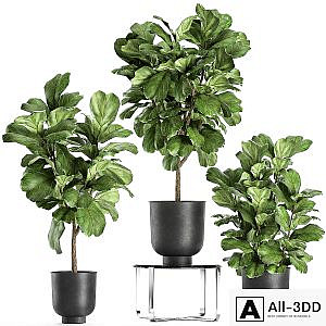 A collection of decorative small trees with large leaves in a black pot Ficus lyrata. Set 854.