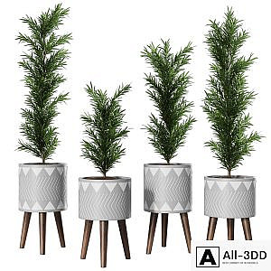 Podocarpus Vase Plant