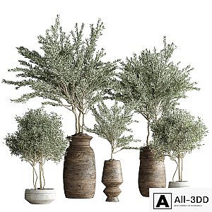 indoor plant set 23