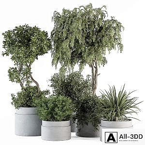 indoor Plant Set 341- Tree and Plant Set in Gray pot