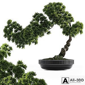 Bonsai plant
