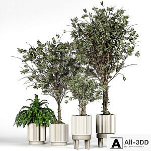 Collection_plant_05