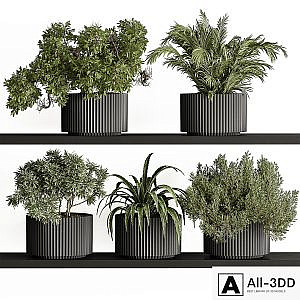 indoor Plant Set 402 - Small Plant pot