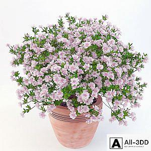 potted plant Azalea_001