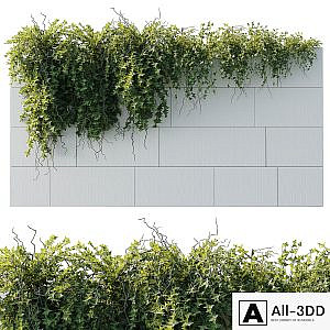 ivy hanging from the wall - outdoor plants set 173