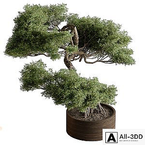 indoor Plant 626 - Bonsai Plant