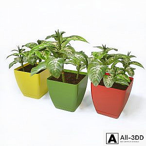 plant diffenbachia