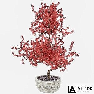 Bonsai C
