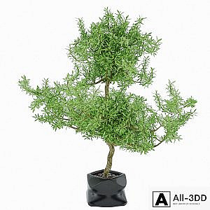 plant 03