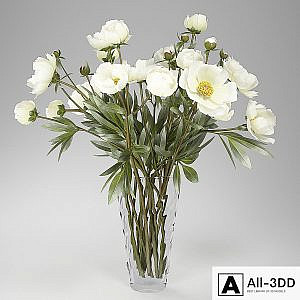 Peonies