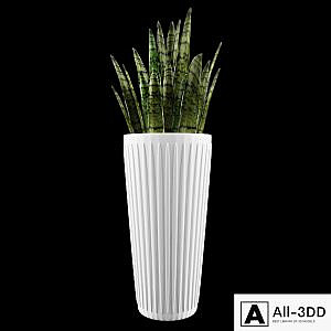 Sansevieria