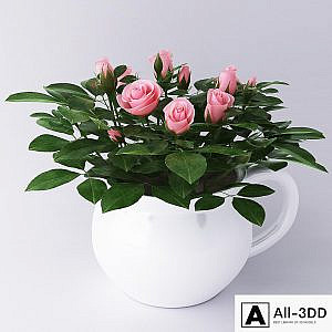 Miniature roses