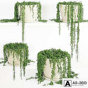 String Of Pearls Plant 3