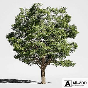 Tree Oak generic