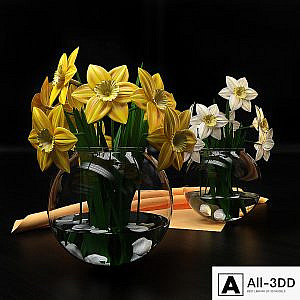 Narcissus