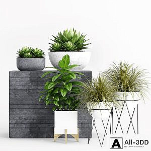 Plants and Planters _1