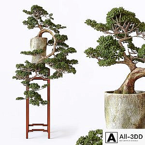 Bonsai