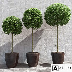 Three trees in pots