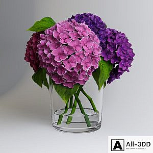 Hydrangea