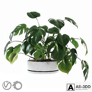 Liana Monstera