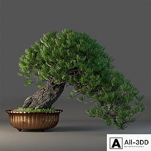 Bonsai
