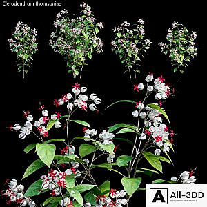 Clerodendrum 01