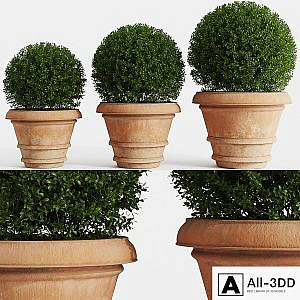 Boxwood evergreen in clay pots