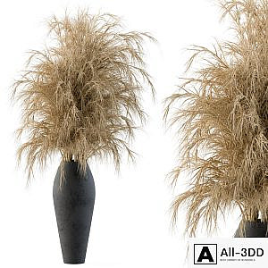 Dry plants