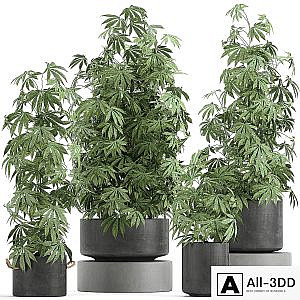 A collection of lush bushes of plants in black pots with Cannabis, Marijuana, cannabis, cannabis. Set 770.