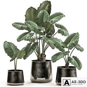 A collection of beautiful lush exotic flowers in black metal pots Alokasia. Set 881