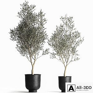 A collection of small Olive trees in a black metal pot and flowerpot. Set 967.