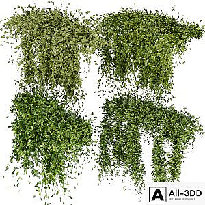 Collection Plant Vol 293 - Fitowall - Leaf - Ivy