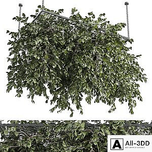 Hanging plants - outdoor plant set 171
