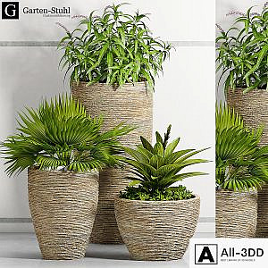 PLANT -37