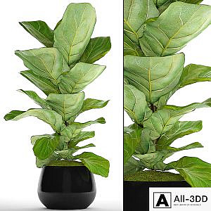 The ficus is lyrate. 13. ficus lyrata, flower, bush, pot, flowerpot