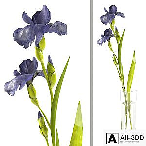 Irises