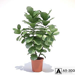 Ficus lyre