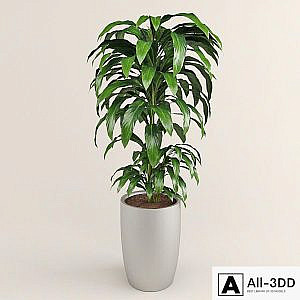 dracaena