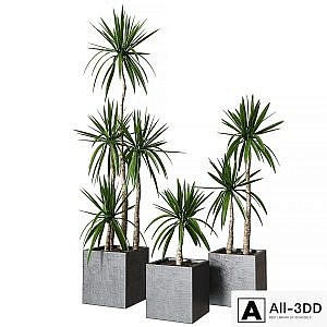 Yucca pot 01_Collection of plants 03