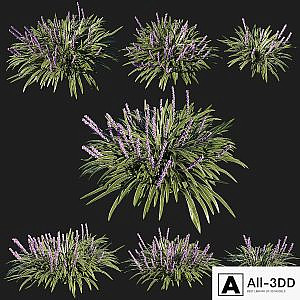 liriope muscari variegata grass 02